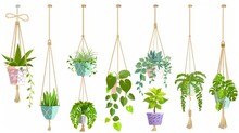 A Set Of House Plants In Hanging Pots, Displayed On A White Background In Macrame Holders. Green Planters In Handmade Holders Made From Rope For Interior Decoration At Home, Cartoon Illustration.