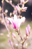 Fototapeta Łazienka - Magnolia wiosną