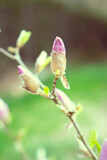 Fototapeta Łazienka - Magnolia wiosną