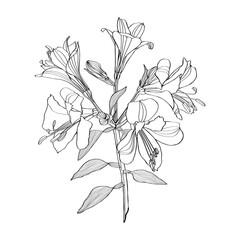 Wall Mural - Alstroemeria vector illustration. Black and white floral hand drown illustration.  Botanical sketch flowers, leaves and branches.