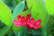 Closeup of Eye Catching Vibrant Red Spicy Jatropha Flowers, Native to Cuba and Hispaniola