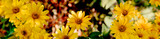Fototapeta Kwiaty - Żółte kwiaty