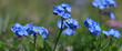 Vergissmeinnicht (Myosotis) Pflanze mit blauen Blüten, Panorama 