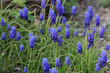   Traubenhyazinthen (Muscari) Pflanze mit blauen Blüten 