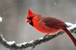 'cardinalis northern cardinal isolated male bird nature songbird on white wildlife avian fauna animal background'