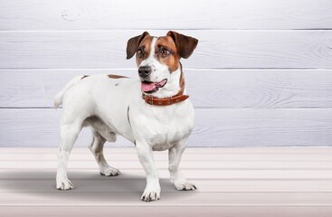 Wall Mural - Cute smart dog pet on a white background