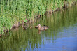 duck with nine chicks swimming in the ditch, looking for food