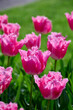 beautiful pink tulip Fancy Frills in the sun
