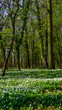 Poland Rewal Magic Forest with white flowers, nature garden, park