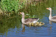 wild goose with five young geese in the water