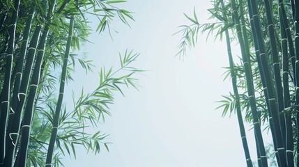 Canvas Print - Serene Bamboo Forest Canopy Against Clear Blue Sky