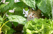 Cute cat hiding in vegetable planter. Kitty sitting between plants looking at something with intense yellow eyes and body language. Female calico cat. Selective focus.