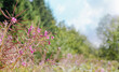 Wild Fireweed flowers blooming with defocused meadow background. Pink or purple wildflower found in British Columbia, Yukon and Alaska. Known as Almaruat, Blooming Sally, Bomb Weed. Selective focus.