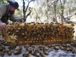 A man is standing in front of a beehive with a large number of bees. The bees are busy collecting nectar and pollen from the flowers. Concept of harmony between the bees and their environment