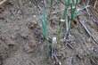 Garlic plants growing in dry ground on plantation