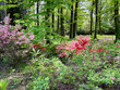 bosco con fiori colorati nel parco della quassa, lombardia, italia, woods with colorful flowers in the quassaa park, lombardy, italy 
