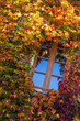 Window surrounded by the ivy with autumn facade