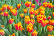Close up photo of tulips, selective focus.