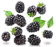 Set of blackberries and blackberry leaves and blackberries leaves on white background. File contains clipping paths.