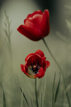 Two Red Tulips In The Grass With The Blurred Background, Abstract 