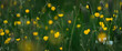 Yellow Buttercups between the grass, background, abstract