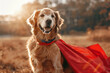 A Golden Retriever wearing a superhero cape.