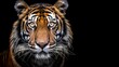   A tight shot of a tiger's eye against a black backdrop, revealing just that single gaze for the camera
