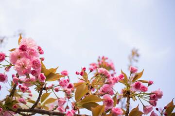 Wall Mural - spring background with flowers