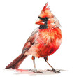 red cardinal isolated on white transparent PNG