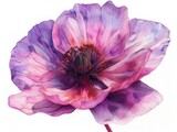 Fototapeta  - Anemone colorful flower watercolor isolated on white background
