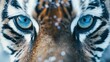   A tight shot of a tiger's face, its fur speckled with snowflakes, eyes bearing an intense yet captivating blue hue