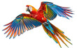 Colourful flying Ara on transparent background, png	