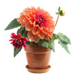 Dahlia with Large Bloom in Glazed Pot on transparent background, png	