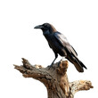 Crow on dead tree on transparent background, png	
