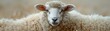 A gentle merging of human and sheep characteristics, with soft wool and calm, soothing eyes