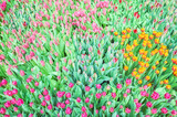 Fototapeta Mosty linowy / wiszący - Field of tulips, natural colorful background.