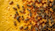 A close up of a bee hive with bees crawling on the honeycombs.