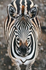 Poster - Zebra Close-Up Portrait