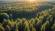Bird's-eye view of a sunlit forest bathed in daytime sunlight.