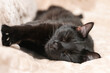 Black cat dozing on the bed in the bedroom