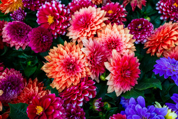 Wall Mural - Dahlia flower in the garden