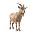 A light brown goat standing in front isolated on transparent, alpha, background, Eid ul adha, Eid al adha