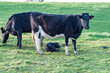 Two cows and new-born calf in field