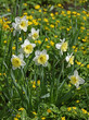 Flowering garden. Slim Whitman Large Cupped Daffodil in spring