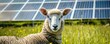 sheep grazing in a field contrasts with the solar panels in the background, symbolizing eco-friendly energy.