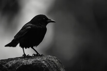 A Black Bird Is Perched On A Rock. The Bird Is Looking To The Left. The Image Has A Dark And Moody Atmosphere