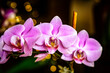 Beautiful pink Phalaenopsis or Moth dendrobium Orchid flower in winter in home on black golden bokeh background. Floral nature background. Selective focus.