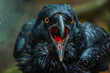A black bird with red eyes is shown with its mouth open, looking angry. The bird appears to be in a state of distress or agitation