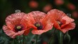 In the aftermath of rain, red poppies appear