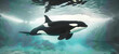 Wonderful photo of an orca underwater 
